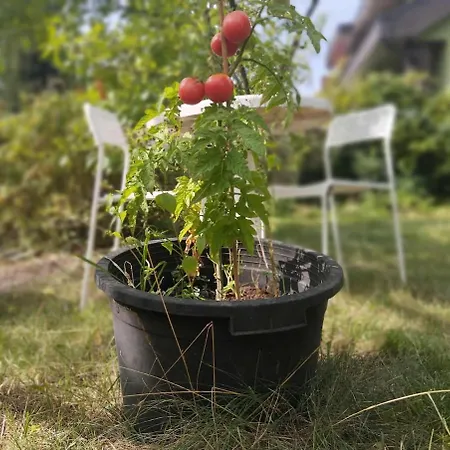 2-room, Garden, Close To The Center Poznan